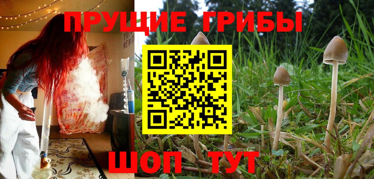 Галлюциногенные грибы Cubensis Тула