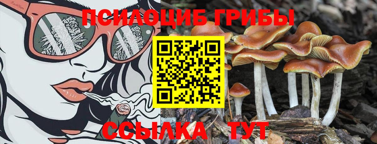 дарнет шоп  Вход с VPN  Тула  Псилоцибиновые грибы Psilocybe 